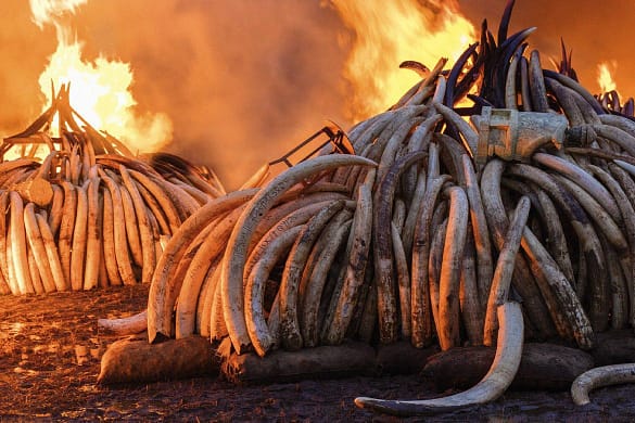 Die Epoche des Menschen - Das Anthropozän