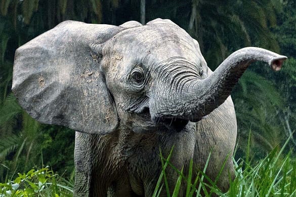 Die geheimnisvolle Welt der Elefanten