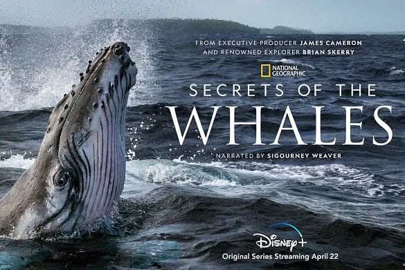 Die geheimnisvolle Welt der Wale