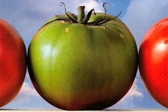 Grüne Tomaten