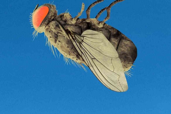 Eine Fliege kommt selten allein