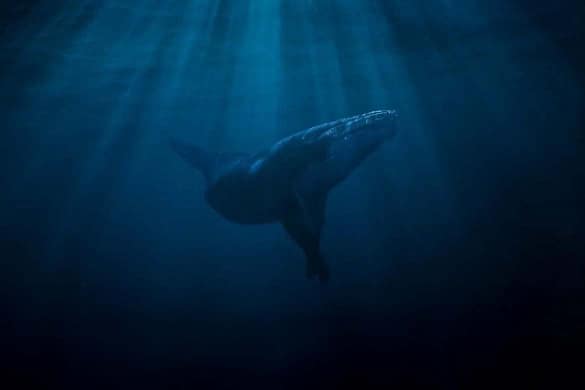 Ozean mit David Attenborough