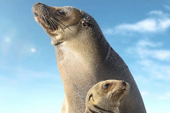 Seelöwen auf Galapagos
