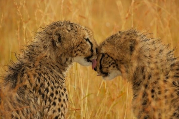 Maleika 2017 Szenenbild