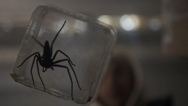 Spiders - Ihr Biss ist der Tod Filmkritik