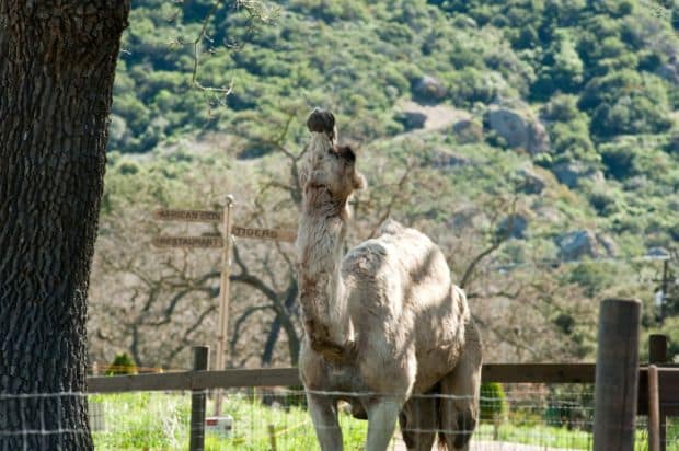 Die außergewöhnliche Geschichte des Benjamin Mee Kritik