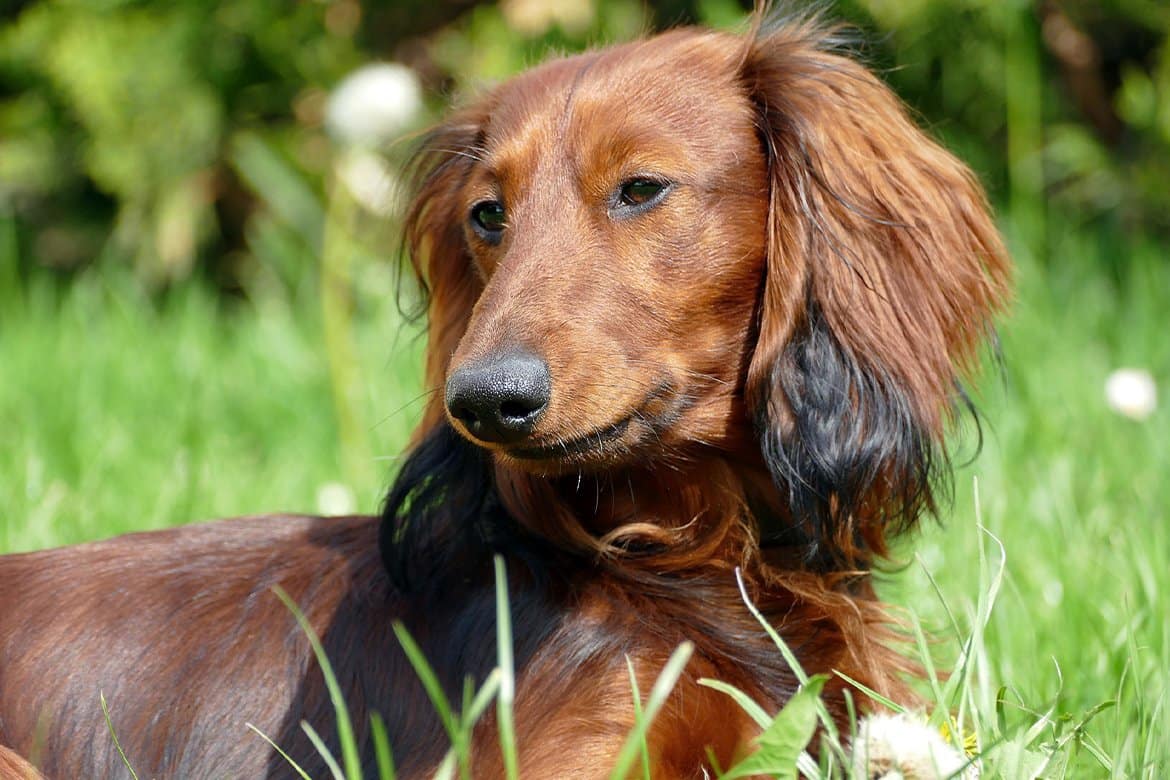 hundefilme-dachshund