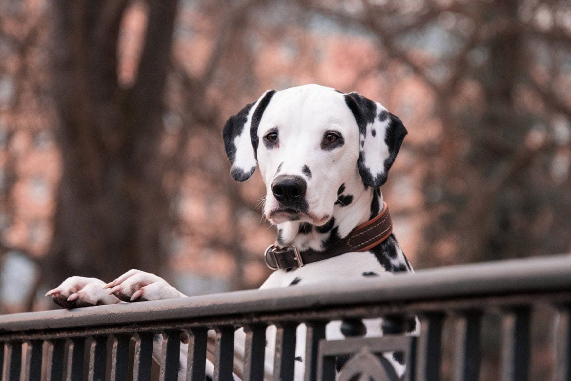 Hundefilme 2020 Dalmatiner